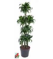 Dracaena Dorado 120-carrousel