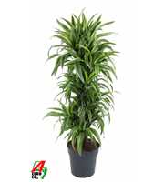 Dracaena Lemon Lime vertakt P31