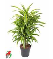 Dracaena Lemon Lime vertakt P24