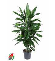 Dracaena Janet Lind vertakt P21