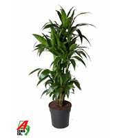 Dracaena Janet Craig vertakt P31