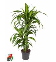 Dracaena Hawaiiana 45-15