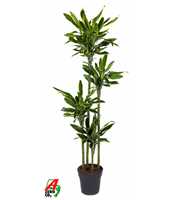 Dracaena Gold Coast 120-90-60-30