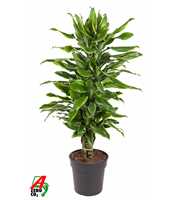 Dracaena Gold Coast vertakt P24