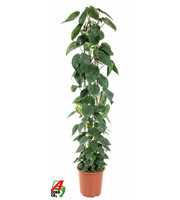 Philodendron Scandens zuil P27