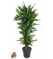 Dracaena Cintho vertakt P31