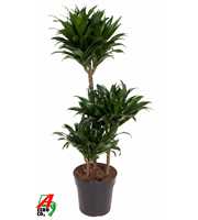 Dracaena Compacta 60-30-15