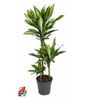 Dracaena Cintho 60-30-15