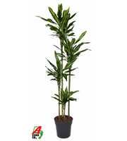 Dracaena Cintho 120-90-60-30