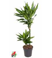 Dracaena Cintho 45-15