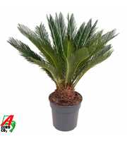 Cycas Revoluta P24