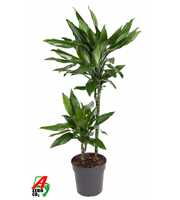 Dracaena Janet Lind 45-15