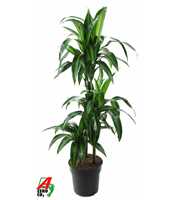 Dracaena Hawaiiana 60-30-15