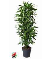 Dracaena Gold Coast vertakt P31