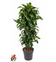 Dracaena Dorado vertakt P31