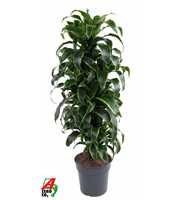 Dracaena Dorado vertakt P27