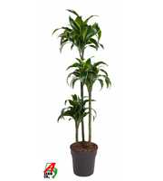 Dracaena Dorado 90-60-30