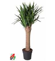 Yucca stam+vertakt P34