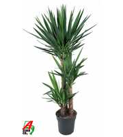 Yucca 90-60-30