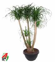 Beaucarnea vertakt P55 - 4ft