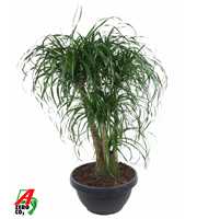 Beaucarnea vertakt P55 - 3ft