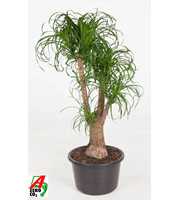 Beaucarnea vertakt P44 - 3ft