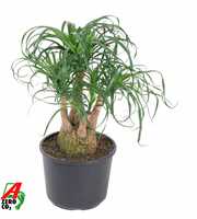 Beaucarnea vertakt P27 - 1ft