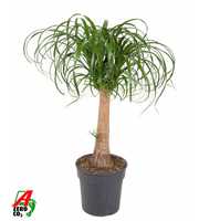 Beaucarnea stam P24 - 1,5ft