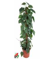 Philodendron Scandens Mosstok P27