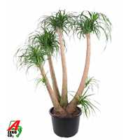 Beaucarnea vertakt P44 - 4ft