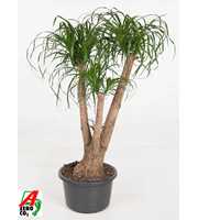 Beaucarnea vertakt P41 - 3ft