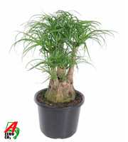 Beaucarnea vertakt P32 - 1,5ft