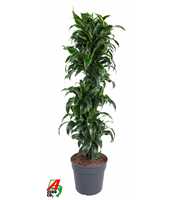 Dracaena Dorado vertakt P34