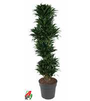 Dracaena Compacta vertakt P34