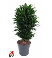 Dracaena Compacta vertakt P24