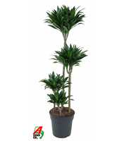 Dracaena Compacta 90-60-30-15