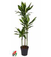 Dracaena Cintho 90-60-30