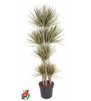 Dracaena Bicolor 120-carrousel