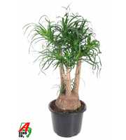 Beaucarnea vertakt P32 - 2ft