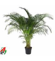 Dypsis Lutescens(Areca) P40