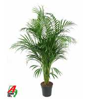 Dypsis Lutescens(Areca) P21-120