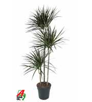 Dracaena Magenta 90-60-30