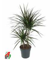 Dracaena Magenta 30-10