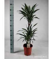 Dracaena Warneckei 60-30-15 100cm