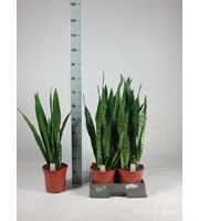 Sansevieria zeylanica 75cm