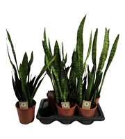 Sansevieria zeylanica 65cm