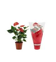 Anthurium Success Red in Couture sleeve