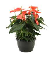 Anthurium Prince of Orange in Marly plastic bowl