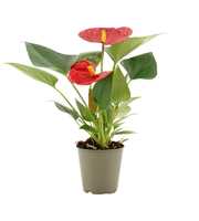 Anthurium Pearl Diamond Red in transparant sleeve