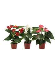 Anthurium 3 color mix in transparant sleeve